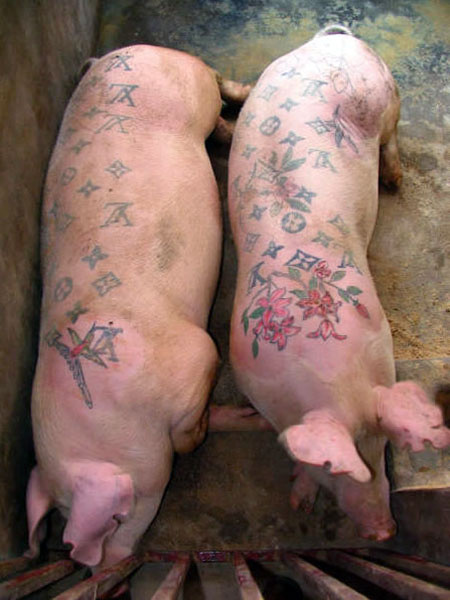 tattooed-pigs