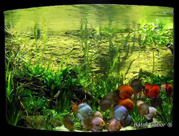 Dél-amerikai halakat bemutató akvárium