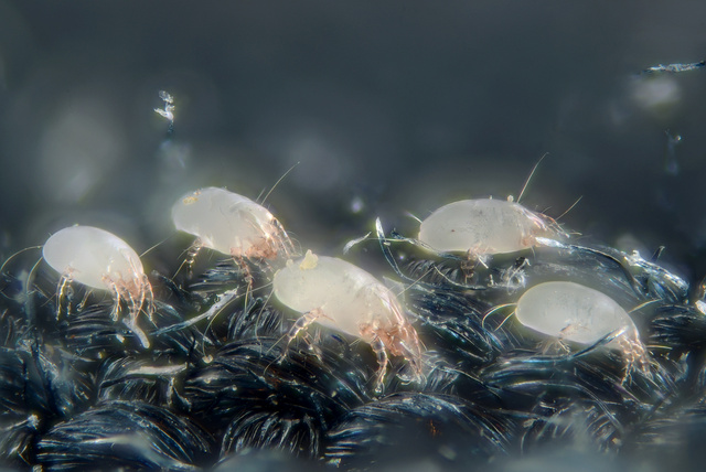 House dust mites (5247996458)