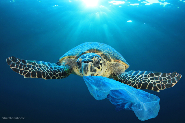 A tengeri teknősök medúzáknak hiszik a vízben úszkáló műanyag zacskókat, ezért megpróbálják megenni őket