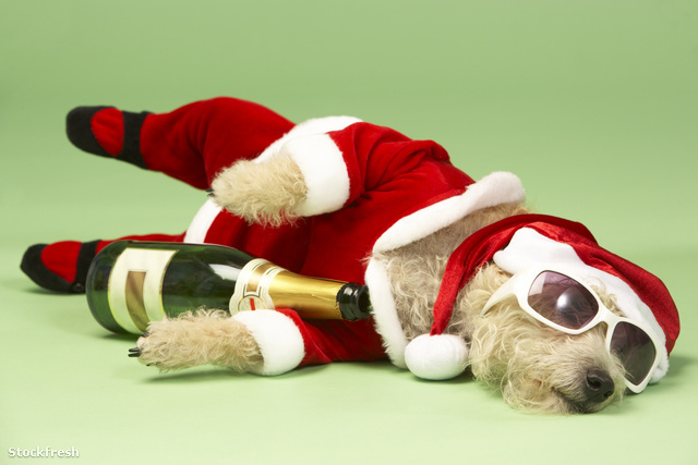 stockfresh 91596 small-dog-in-santa-costume-lying-down-with-cham