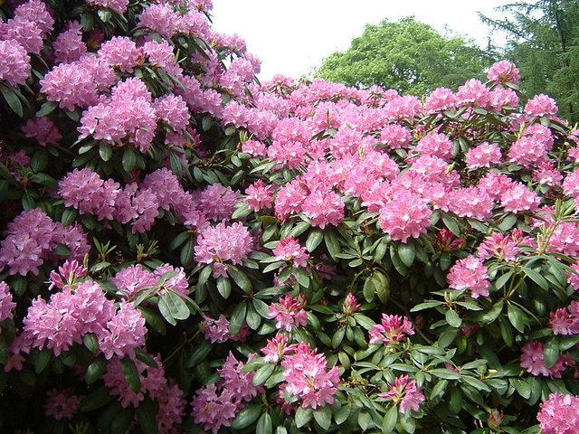 800px-37 Rhododendron 11.05.2003