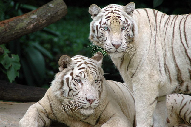 A sóstói állatkert egyik különlegessége, hogy van fehér tigrisük is