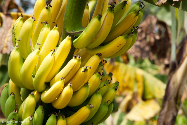 A banán növekedése közben irányt változtat, így meggörbül, mire leszedik