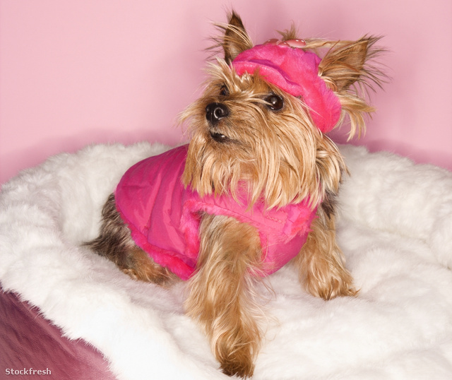 stockfresh 6942 yorkshire-terrier-dog-in-pink-outfit sizeM