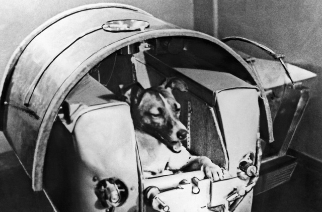 Lajka kutya, az első élőlény az űrben: a Szovjetunió ebben is előbb lépett, mint a rivális Amerika