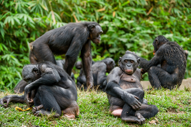 Bonobóéknál megy a lazulda
