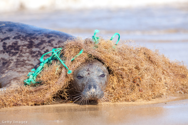 A műanyaghulladék számtalan tengeri élőlény életét követeli