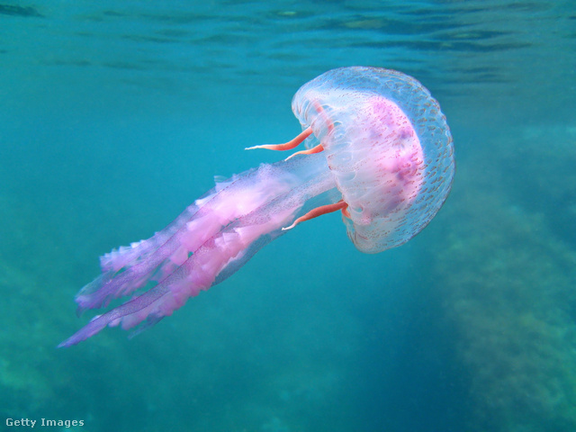 Így néz ki a világító medúza
