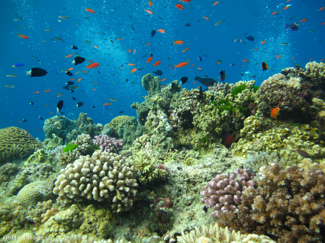 A Nagy-korallzátony fajok ezreinek ad otthont
