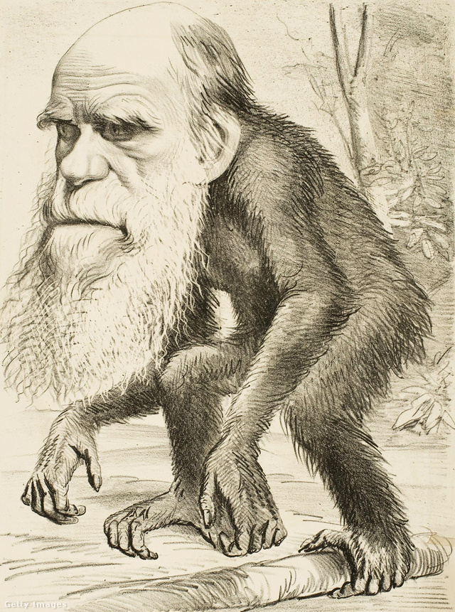 1871-es karikatúra Darwinról, aki azt állította, hogy a majmokból alakult ki az ember