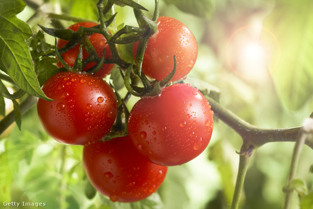 A ketchup összetevőinek legalább 6 százaléka száraz paradicsom kell hogy legyen