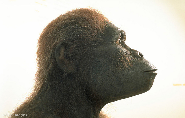 Australopithecus africanus rekonstrukciója