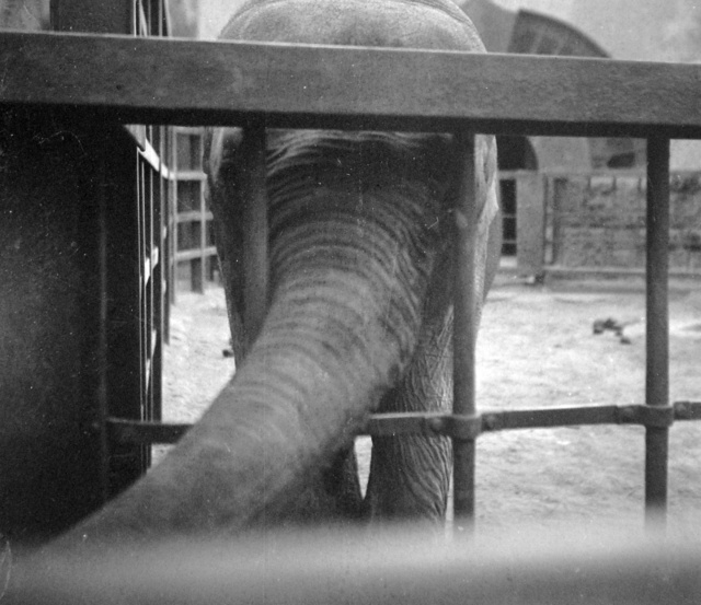 Az elefántházban egy elefánt maradt életben
