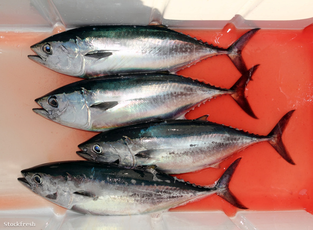 stockfresh 918701 bloody-bluefin-four-tuna-fish-thunnus-thynnus-