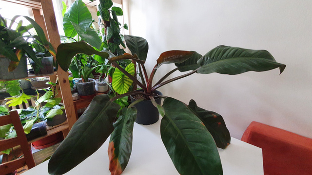 A Philodendron Red Emerald