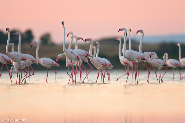 A flamingók béta-karotinban gazdag értendjüknek köszönhetik színüket