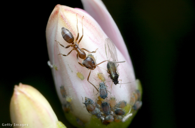 Az argentin hangya szimbiózisban él a levéltetvekkel