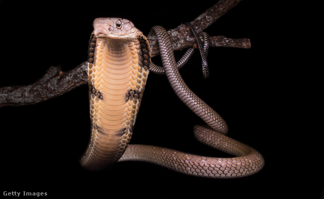 A királykobra az egyetlen földön fészkelő kobrafaj, és ami kivételes viselkedés a kígyóknál, a nőstény őrködik az újszülöttekkel.