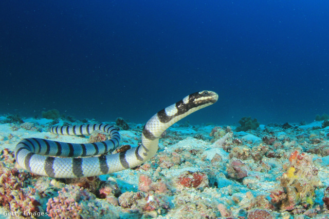 A halványsávos tengeri kígyó toxinjának néhány milliliternyi adagja több ember halálát is okozhatja.