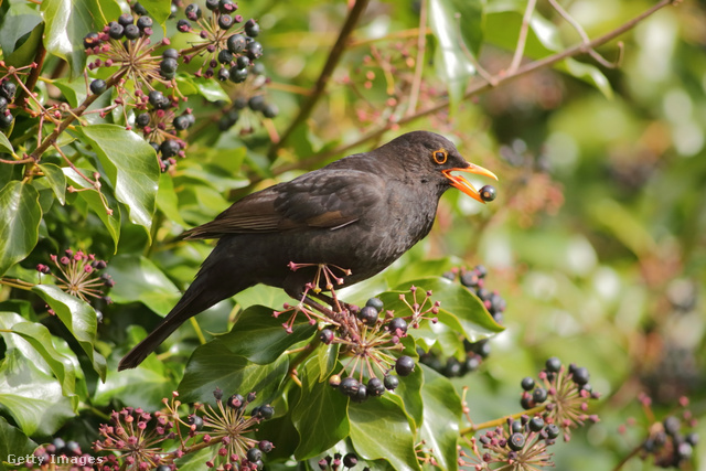 A borostyán és a vadszőlő termései fogyaszthatók a madarak számára
