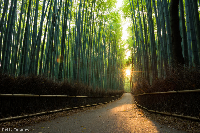 A bambuszok sejtelmes hangja és szikár megjelenése sokakat elbűvölt már
