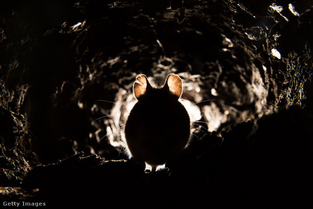 Kaparászás hangjai – Egy egér ül egy sötét alagútban