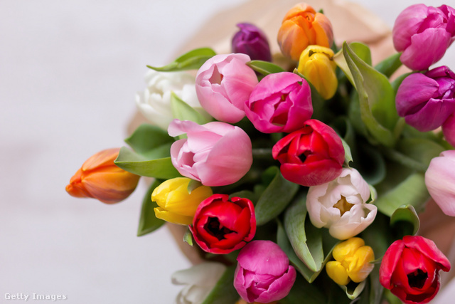 A virág ajándékozásának illemszabályait nem mindenki ismeri: a tulipánok szerelmet, sikert és gazdagságot is szimbolizálhatnak