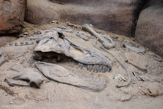 A dinoszauruszok kihaltak az aszteroida becsapódása miatt, míg más fajok túlélték azt