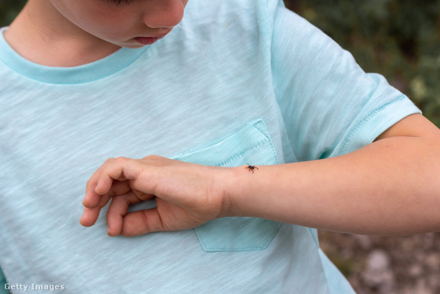 A kullancs által terjesztett betegségek megelőzése gyerekeknél is létfontosságú