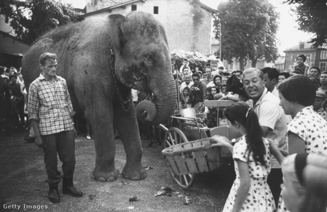 John Hoyte a cirkuszi elefánt, Jumbo hátán tette meg a karthágói Hannibál útját az Alpokon keresztül