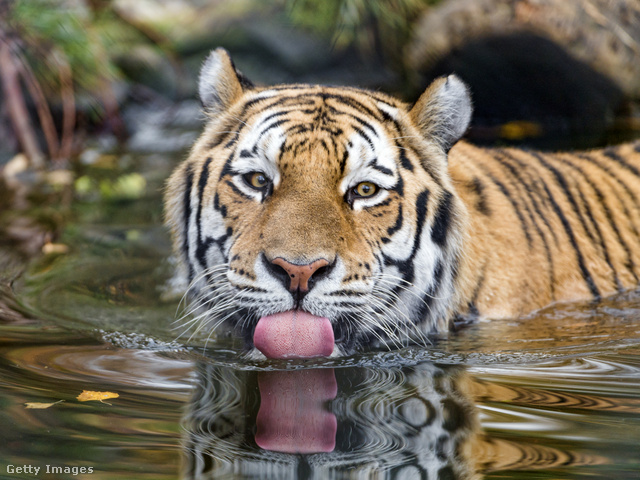 Az amuri tigrisből ma már alig 450 példány él, holott korábban majdnem egész Ázsiában vadon megtalálható volt