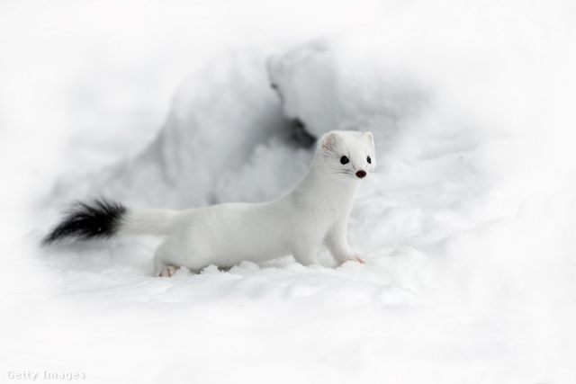 A hermelin bundája az évszakok szerint változik: télen fehéret visel, csak a farka hegye fekete, hogy bele tudjon olvadni környezetébe