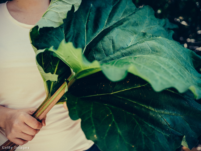 A zöldség levelei mérgező hatású oxálsavat tartalmaznak