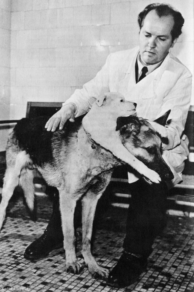 Vlagyimir Gyemihov (1916–1998) szovjet kutatóorvos az egyik „Frankenstein-kutyával” Getty Images Hungary