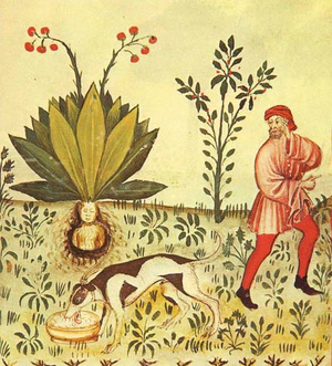 A középkorban kutya segített kiásni a növényt