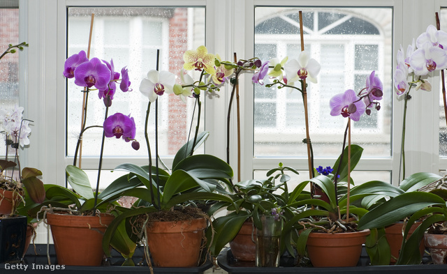 Orchideából nagyon sok változatot találhatsz