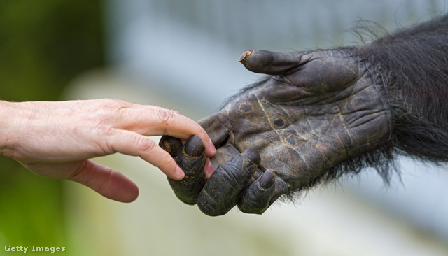 Az embert jóval kevesebb választja el a csimpánztól, mint hinnénk