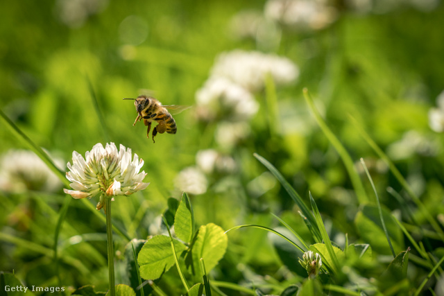 A méhecskék imádják a lóhere virágait