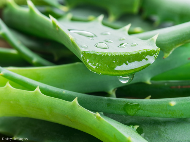 Az Aloe vera gélnek számos gyógyhatást tulajdonítanak