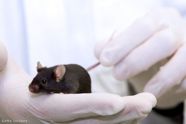 A kitin immunrendszerre gyakorolt hatásait egyelőre egereken tesztelték