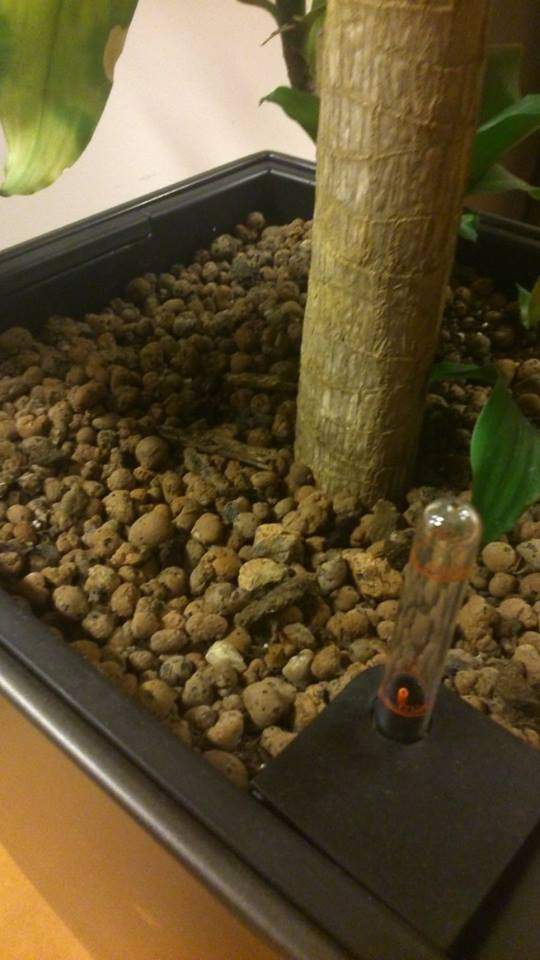 Íme egy agyaggolyós közegben nevelkedett növény, beépített vízmérővel.