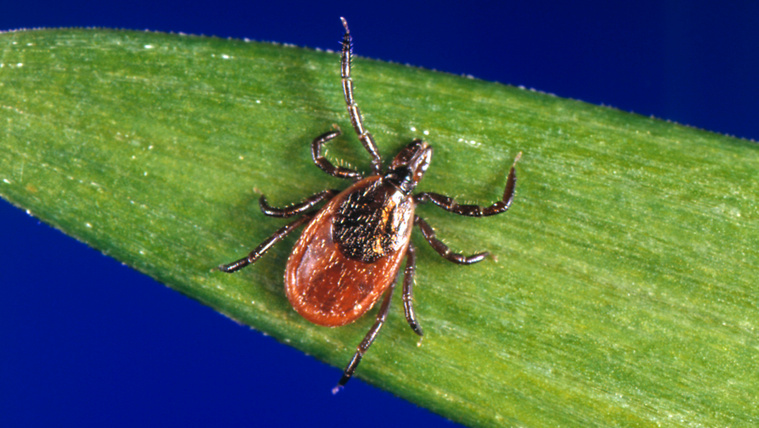 Lehet, hogy az izzadás védhet meg a Lyme-kórtól