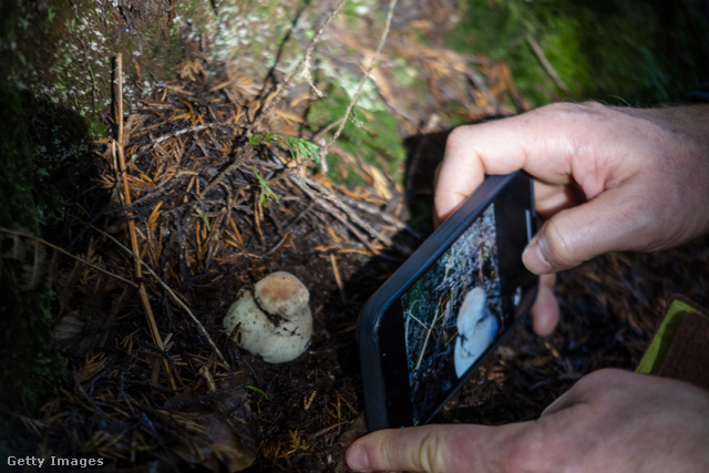 A mobilos megoldások nem alkalmasak a gombák azonosítására