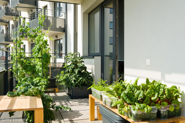 Termesztheted az erkélyeden dísznövényként és egészséges vitaminforrásként is, fogyasztásra