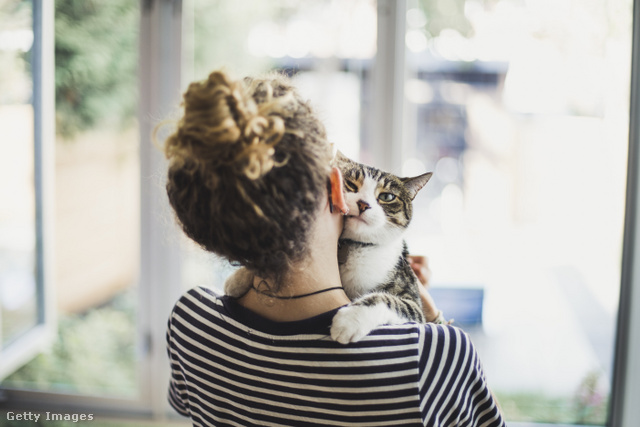 A macskák megkétszerezhetik a skizofréniával összefüggő rendellenességek kialakulásának kockázatát.