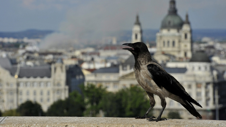 Egyre több magyar városban csapnak le a&nbsp;ragadozó madarak