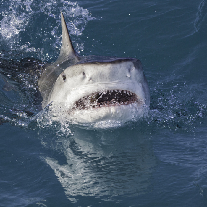Így van most a cápatámadás áldozatául esett brit férfi