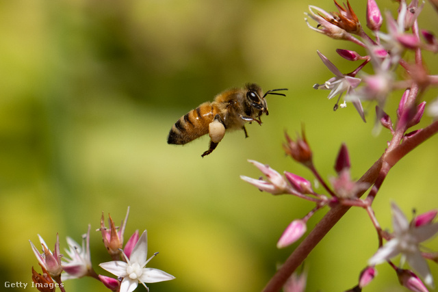 Bár legtöbbször nem így gondolunk rá, de mérgező állat a házi méh is