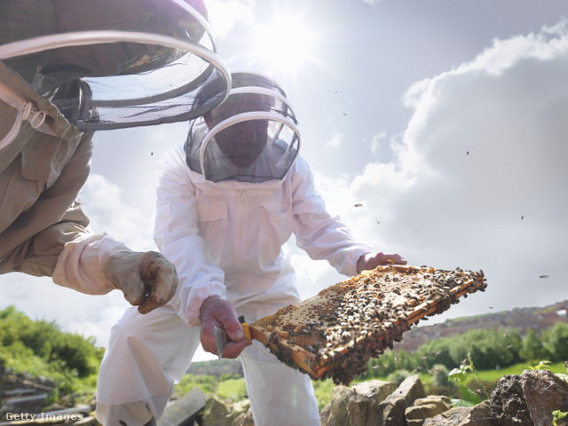 A méhek fertőző betegsége miatt zárlatot rendeltek el